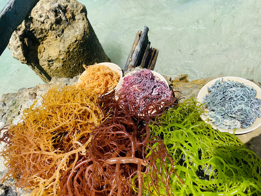 Different colour of Sea Moss