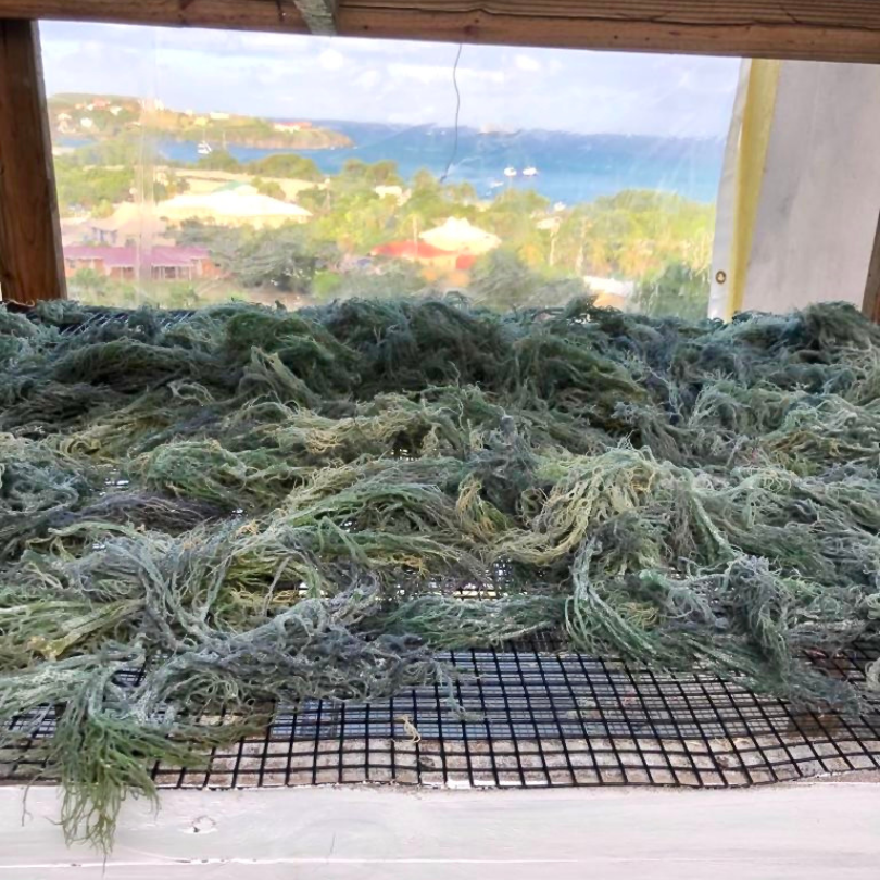 Green Sea Moss Bulk