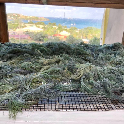 Green Sea Moss Bulk