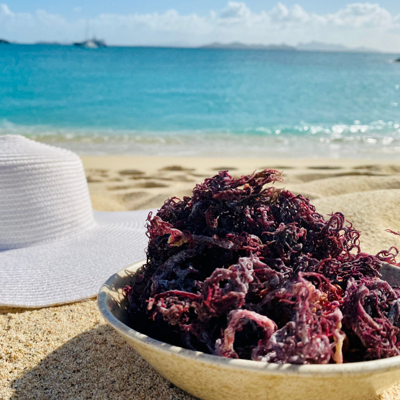 Purple Sea Moss Bulk