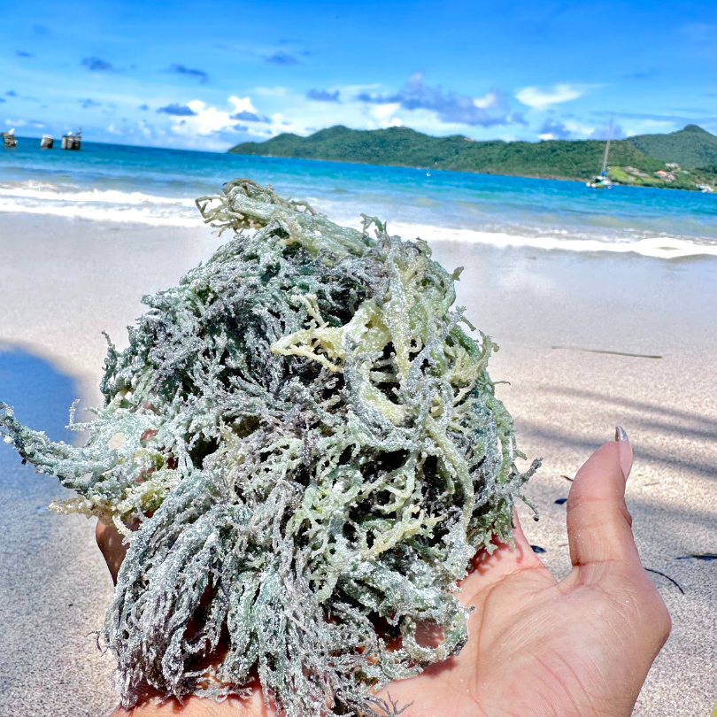 Green Sea Moss Bulk