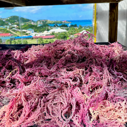 Purple Sea Moss Bulk