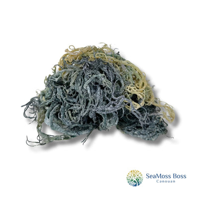 Green Sea Moss Bulk