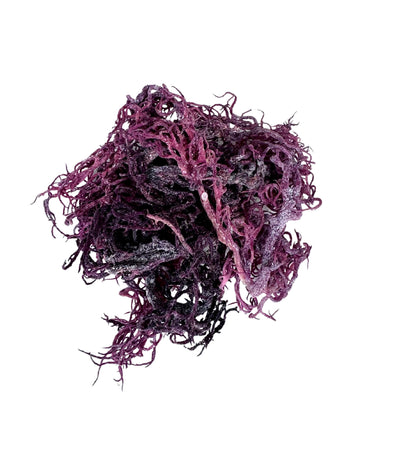 Purple Sea Moss