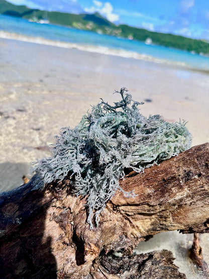 Green Sea Moss