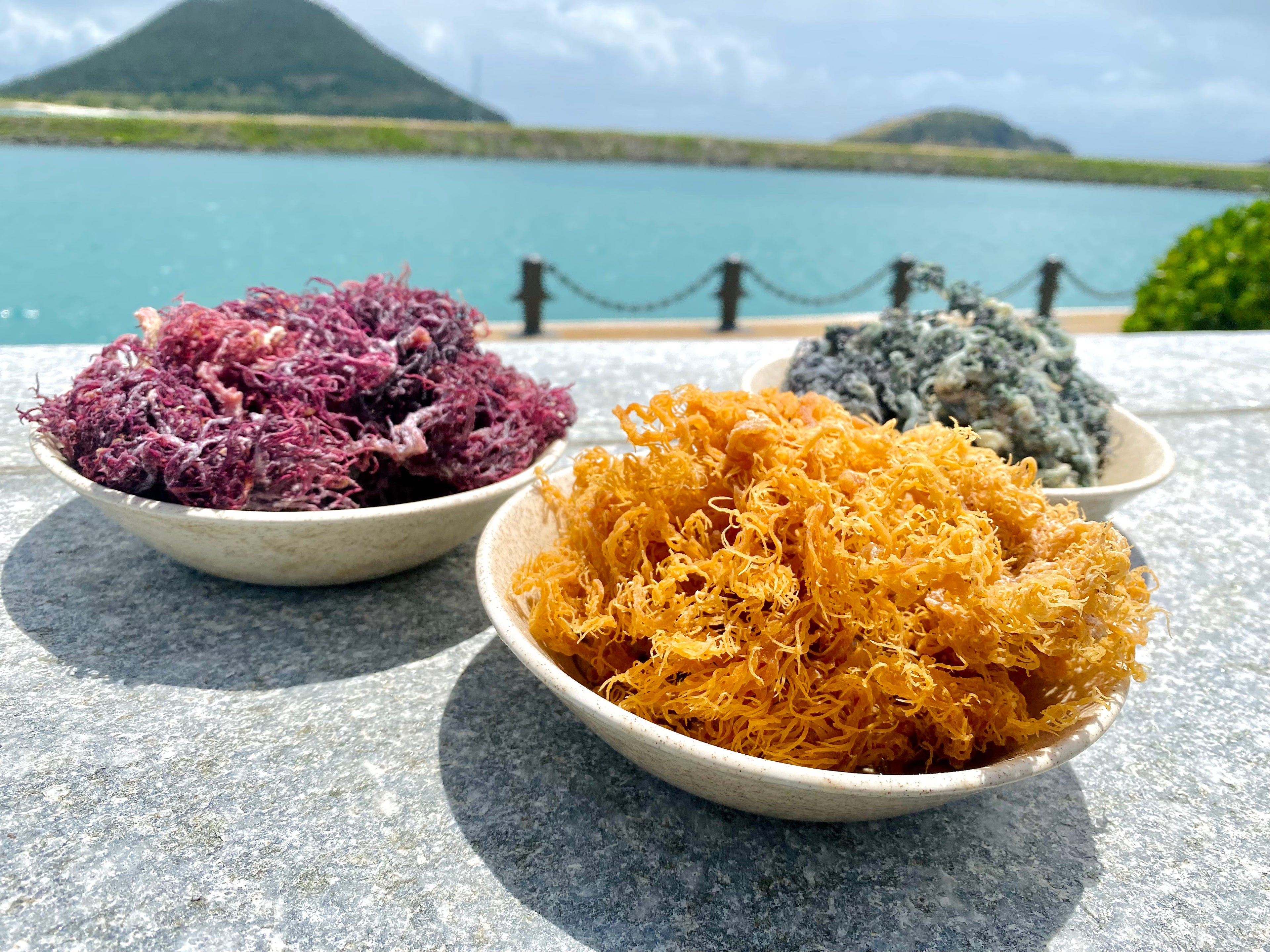 Gold, Green and Purple Sea Moss