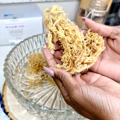 Gold Sea Moss Bulk