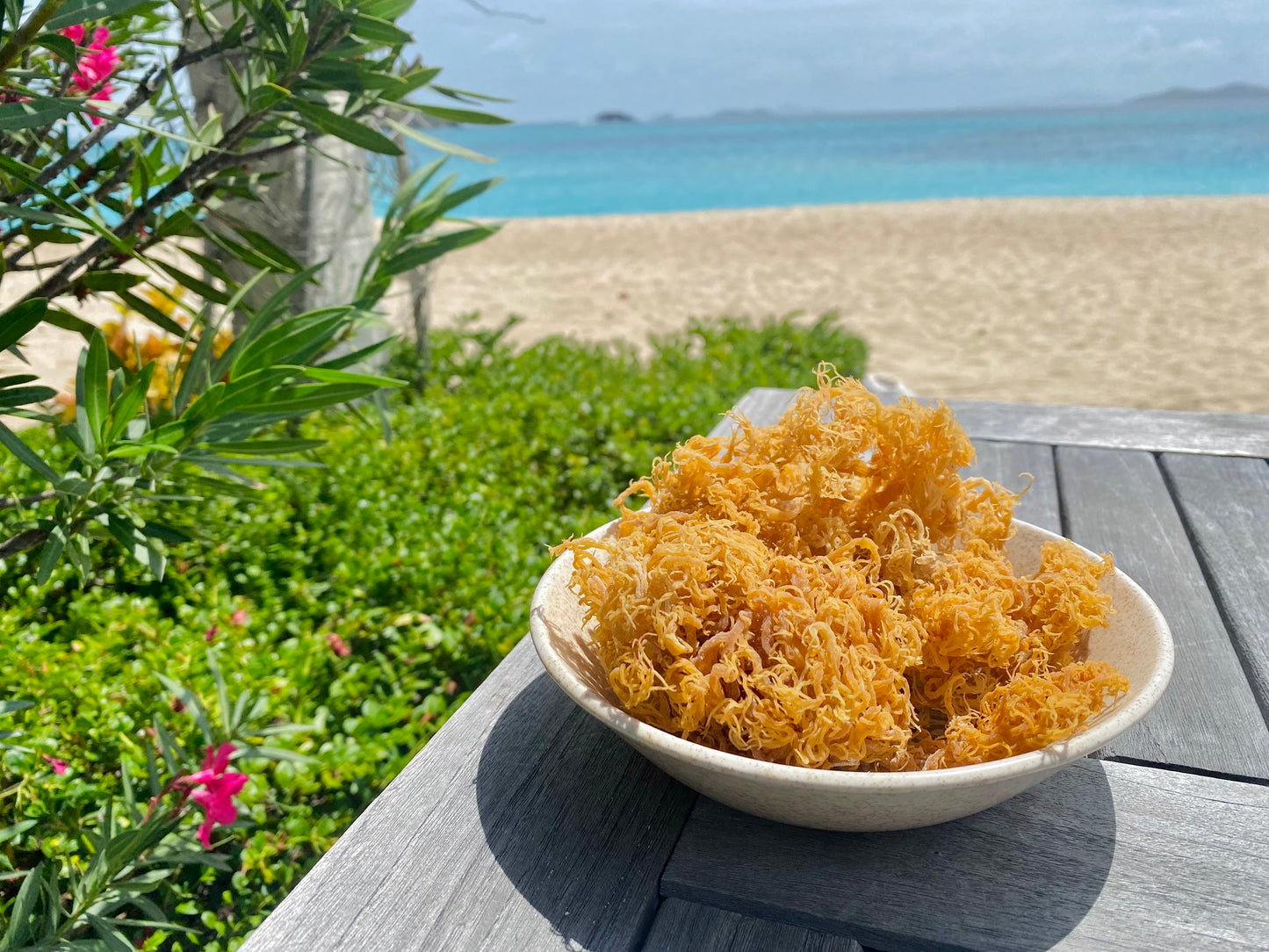 Dried Gold sea Moss