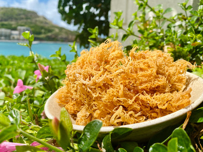 Dried Gold sea Moss