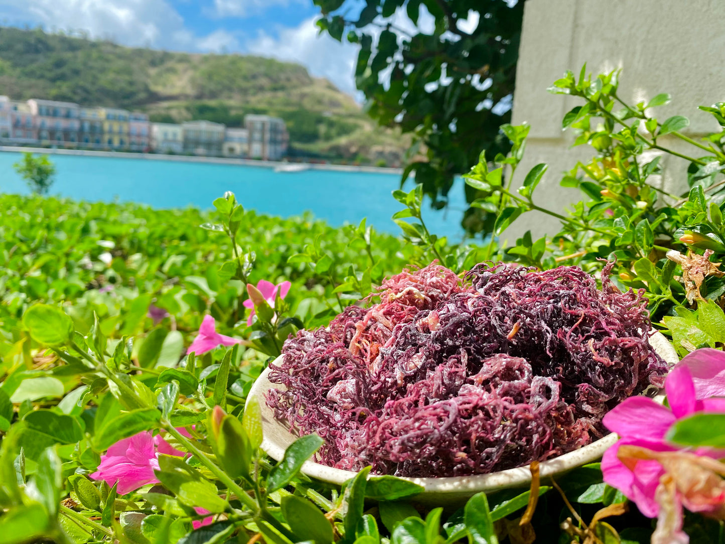 Purple Sea Moss