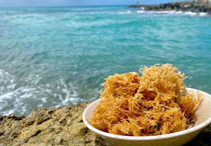 SeaMoss Boss Canouan | Dried Gold sea Moss | Ocean harvested and Sun-Dried in The Remote Grenadine Islands | Easy to use | Makes 60oz sea Moss Gel