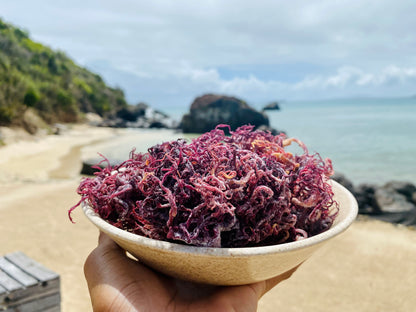 Purple Sea Moss