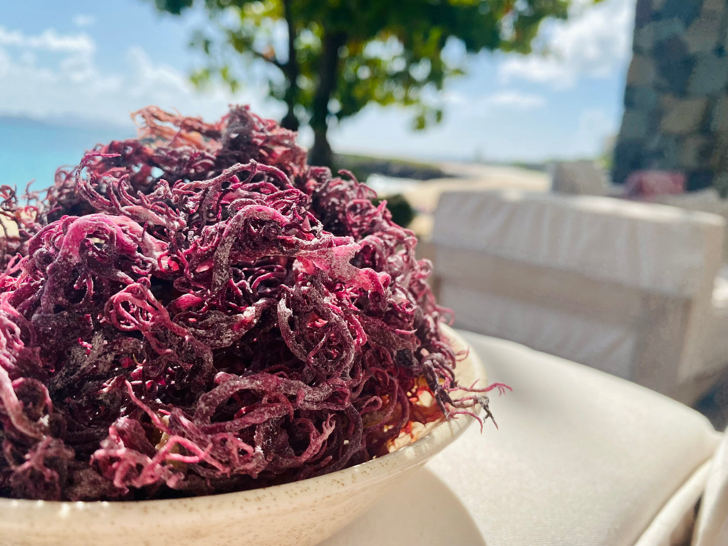 Purple Sea Moss